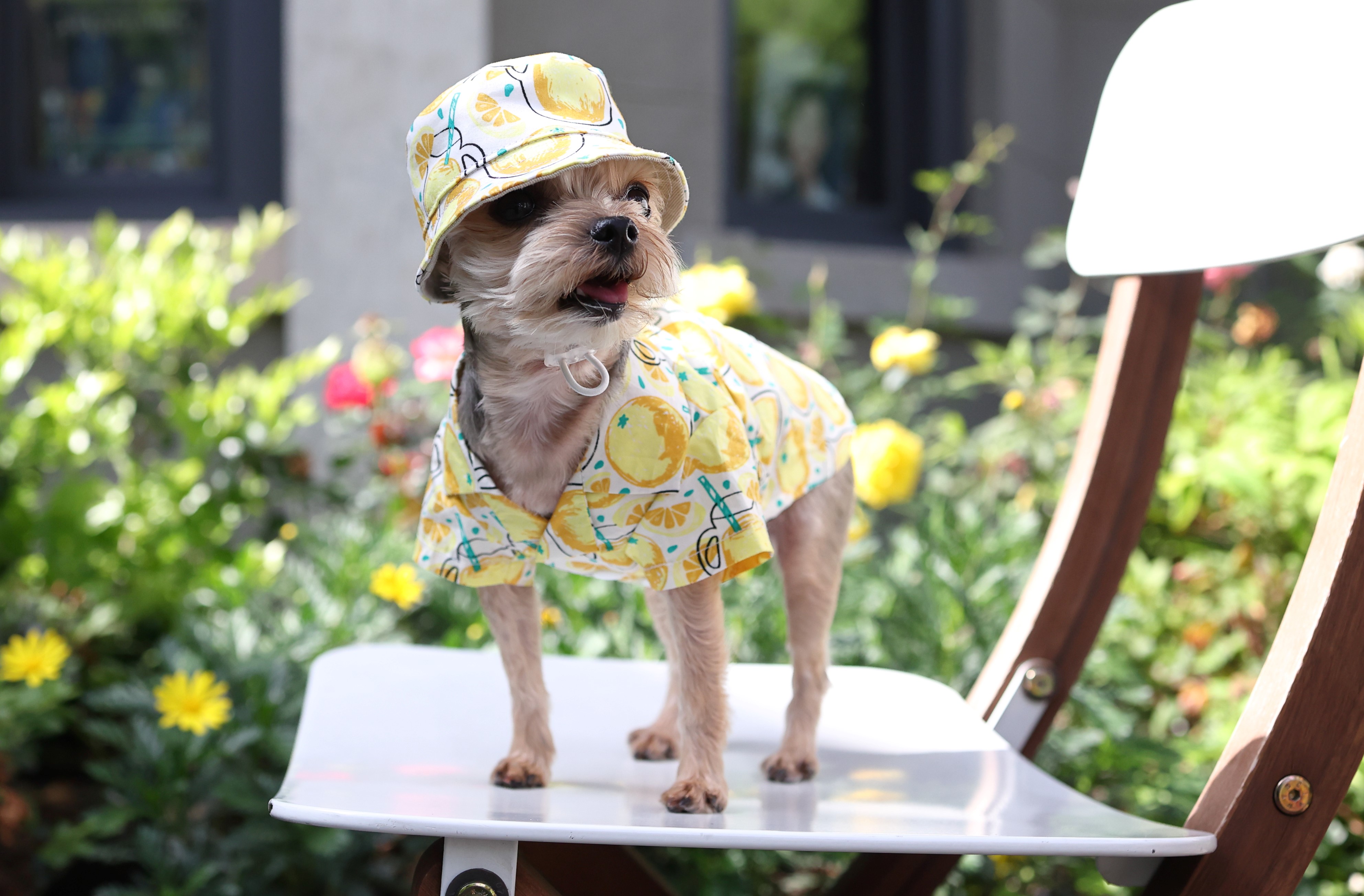 DOGO Pet Fashions