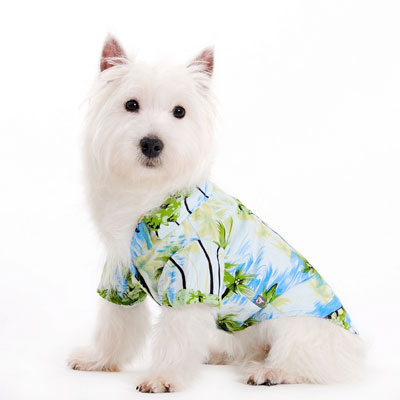 dogo